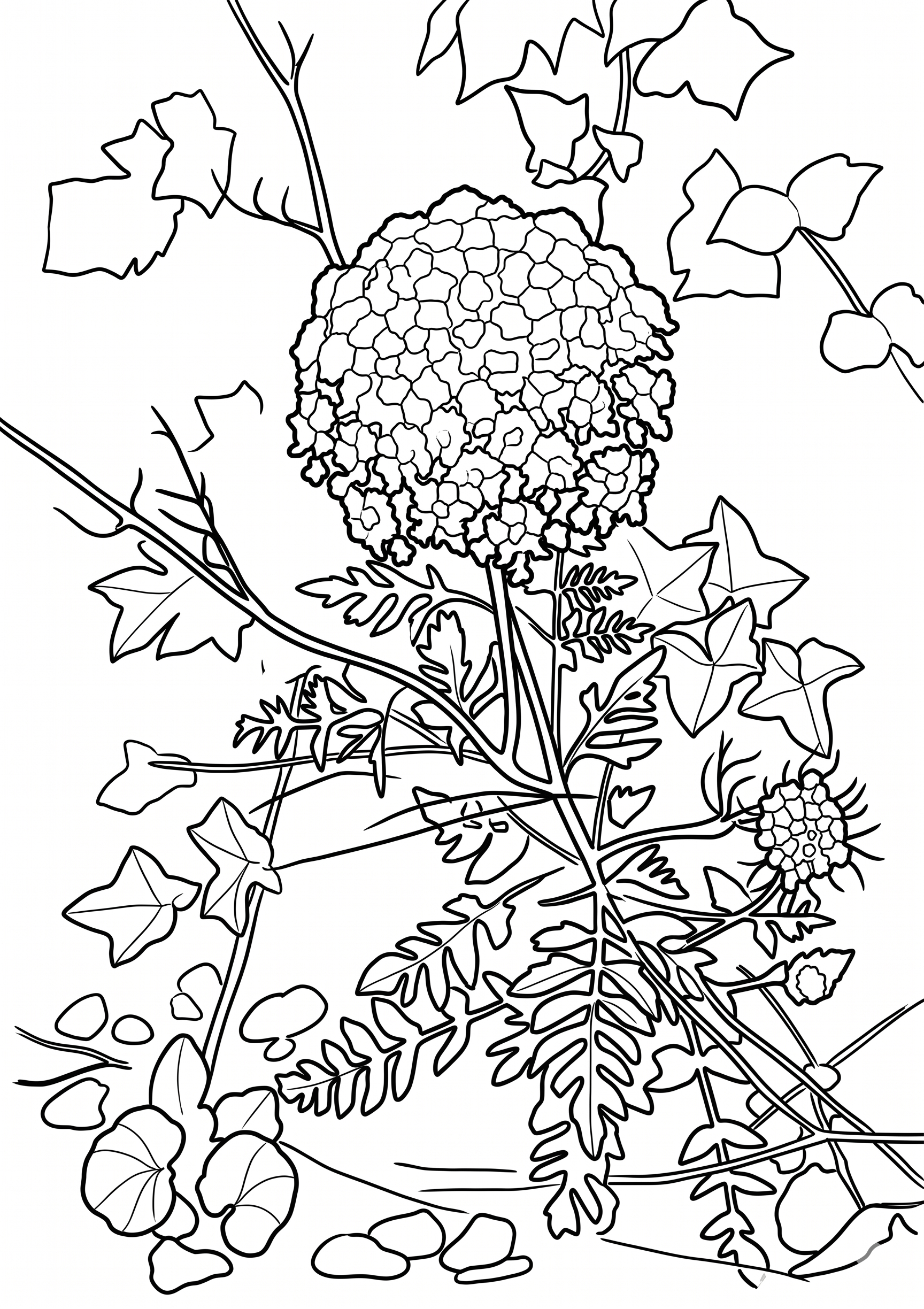 Dieselbe Wiesenblume als schwarz-weisse Strichzeichnung

La même fleur des champs en dessin au trait noir et blanc