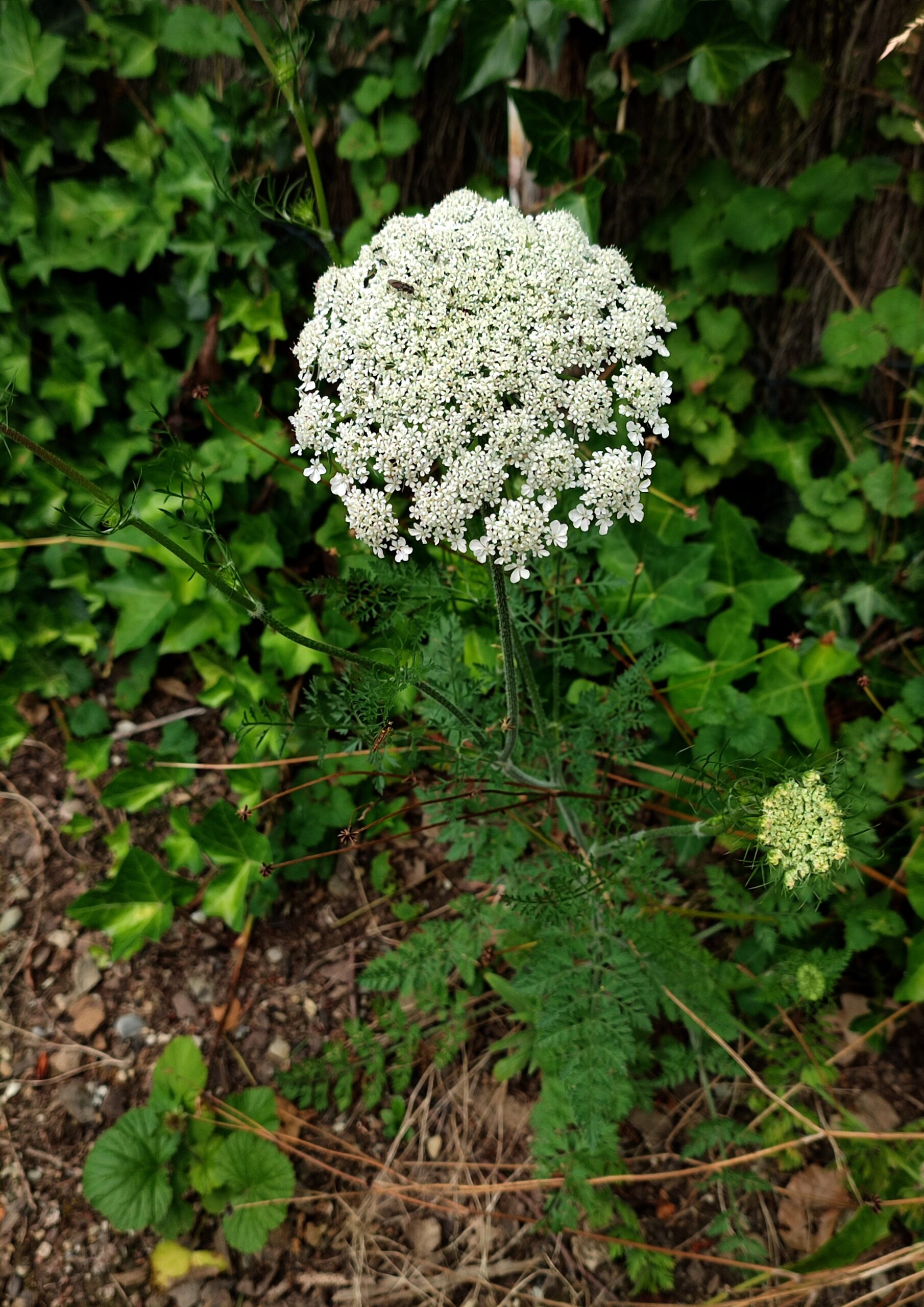 Foto einer weissen Wiesenblume mit Doldenblüte vor grünem Laub

Photo d'une fleur des champs blanche à ombelle devant un feuillage vert
